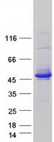 Human SEC14L2 Protein (Recombinant Myc-DDK (Flag))