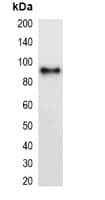 mCherry Tag Antibody