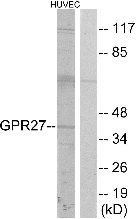 GPR27 Antibody