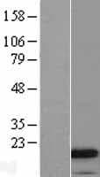 Human LL37 / Cathelicidin Protein (Over-Expression Lysate Myc-DDK (Flag))