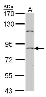 Polyclonal Rabbit anti-Human TCF25 Antibody (aa427-676, IHC, WB)