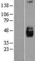 DKK3 Protein (Over-Expression Lysate Myc-DDK (Flag))