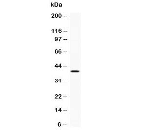 CD48 Antibody