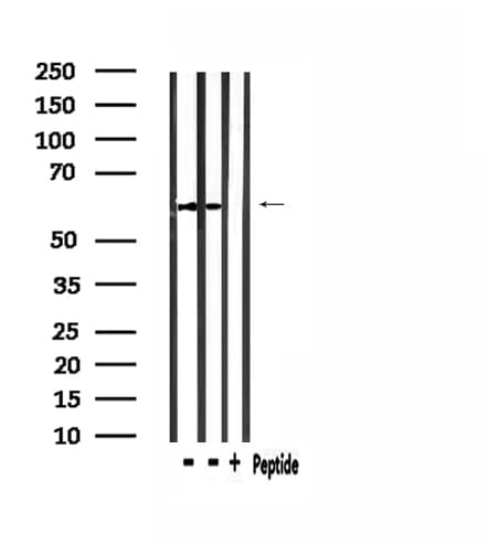 STAM2 Antibody