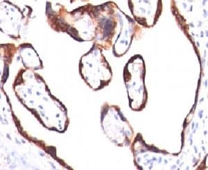 CGB / hCG Beta Antibody (clone HCGb/459, Azide-free, BSA-free)
