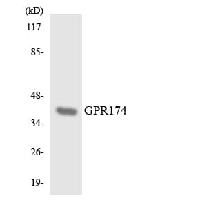 IHC-plus™ GPR174 Antibody (aa118-167)
