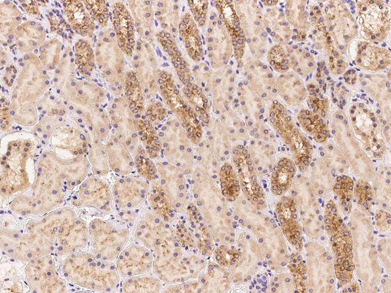 Polyclonal Rabbit anti-Human LMBRD2 Antibody (IHC, IF)