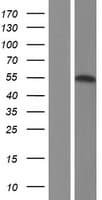 SNX1 Protein (Over-Expression Lysate Myc-DDK (Flag))