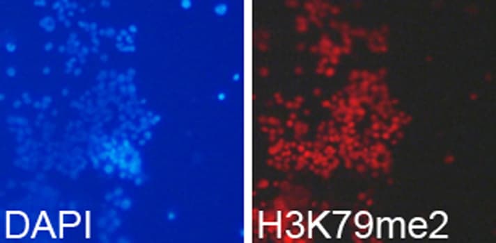Histone H3 Antibody (Di-Methyl-Lys79)