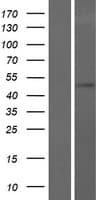 TOM1 Protein (Over-Expression Lysate Myc-DDK (Flag))