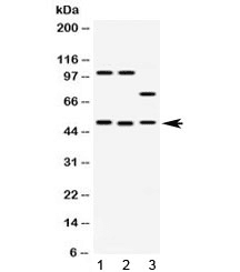 AZIN2 / Antizyme Inhibitor 2 Antibody