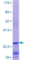 Human BOLA3 Protein (Recombinant GST)