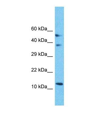 MRPS18C Antibody (aa83-132)