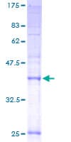 Human TMEM138 / HSPC196 Protein (Recombinant GST)
