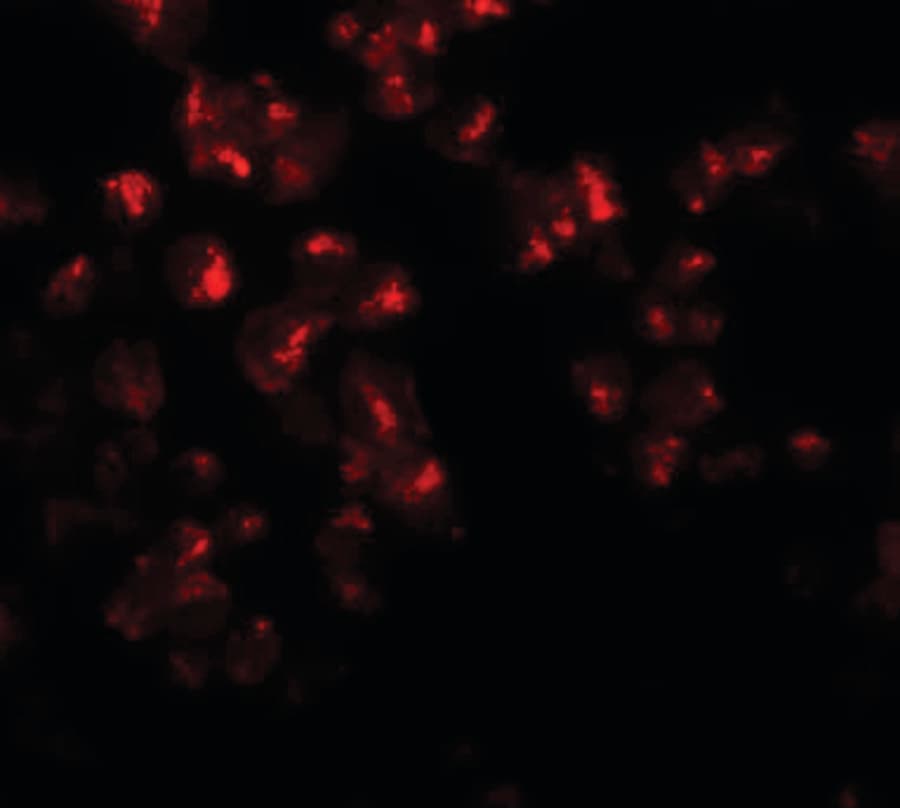 IHC-plus™ EZH2 Antibody