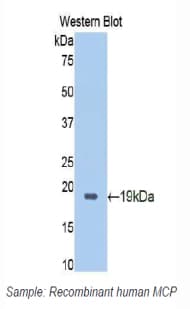 CD46 Antibody (aa147-285)