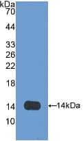 OLFM4 / Olfactomedin 4 Antibody (aa405-511)