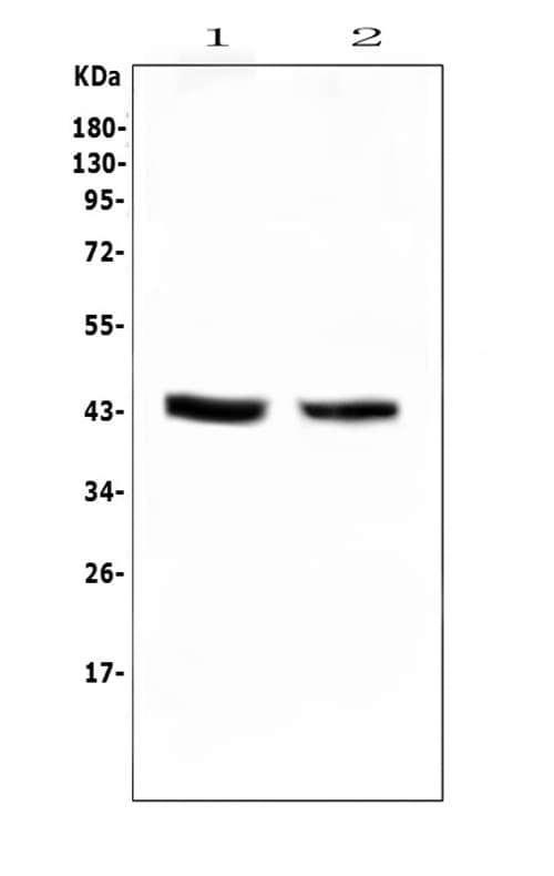 PON1 / ESA Antibody