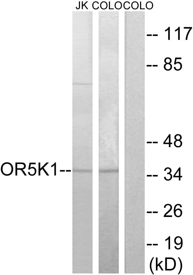 Polyclonal Rabbit anti-Human OR5K1 Antibody (aa56-105, IF, WB)