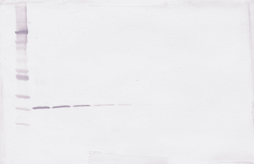 TGFB3 / TGF Beta3 Antibody (Biotin)