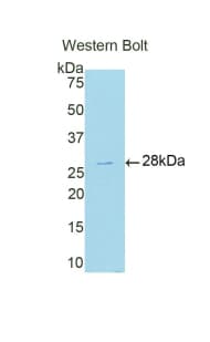 ACO1 / Aconitase Antibody (aa26-243, Biotin)