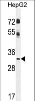 CCNG1 / Cyclin G1 Antibody (aa20-53)