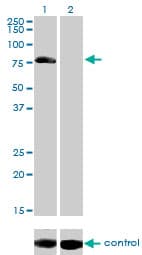 AKAP10 Antibody (clone 8C10)