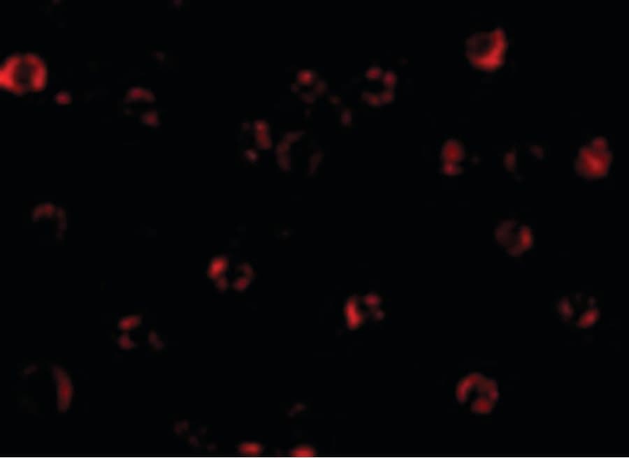 IHC-plus™ BIRC1 / NAIP Antibody