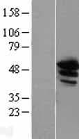 ANXA11 / Annexin XI Protein (Over-Expression Lysate Myc-DDK (Flag))