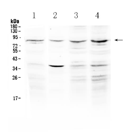 Polyclonal Rabbit anti-Human ECE-1 Antibody (WB)