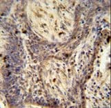 PPRC1 Antibody (aa1636-1664)