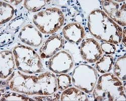 Monoclonal Mouse anti-Human LIPG / Endothelial Lipase Antibody (clone OTI3C4, Carrier-free, IHC, IF, WB)