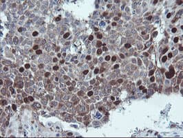 XTP4 / C17orf37 Antibody (clone OTI2D5)