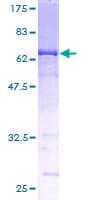 Human Neuroserpin Protein (Recombinant GST)