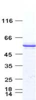 Human TP53 / p53 Protein (Recombinant DDK,C-terminus)