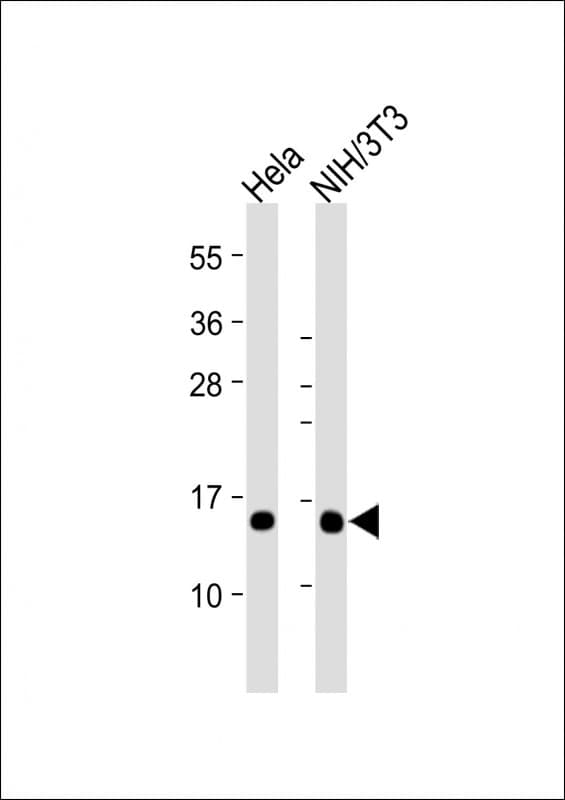 RBX1 / ROC1 Antibody (clone 1859CT866.7.47)