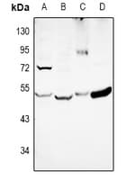 EIF2S2 Antibody