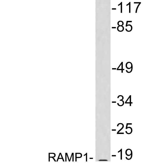 RAMP1 Antibody (aa23-72)