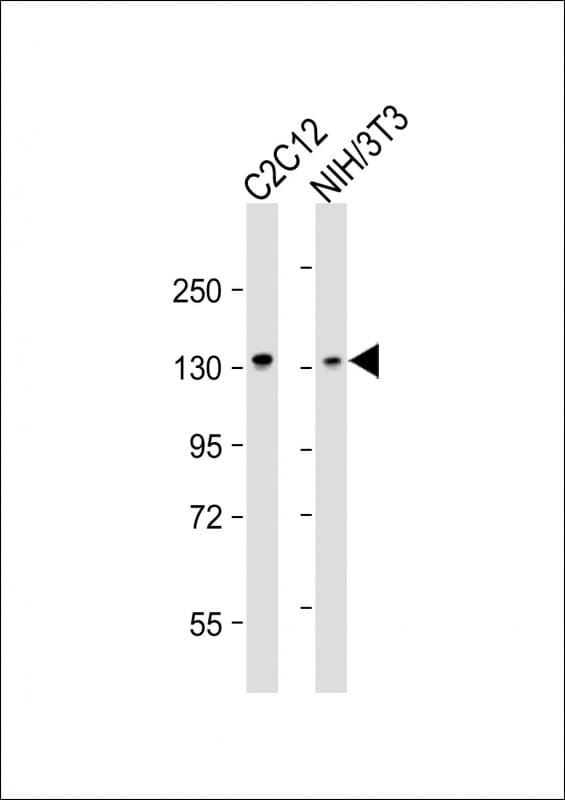 PPP1R12A / MYPT1 Antibody (Ser668)