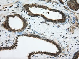 PDE4A / PDE4 Antibody (clone OTI8B7, Carrier-free)