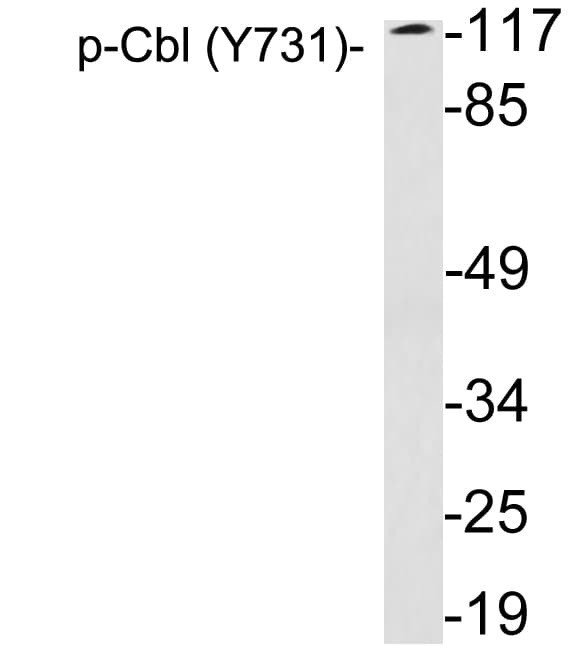 c-CBL Antibody (phospho-Tyr731)