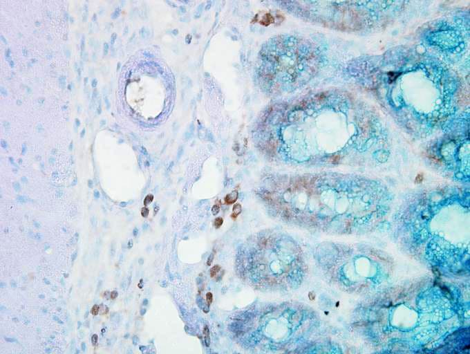 HSP90 Beta Antibody (clone Hyb-K3701)
