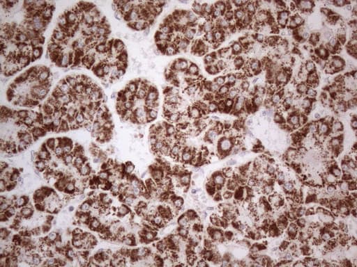 Monoclonal Mouse anti-Human BP1 / DLX4 Antibody (clone OTI7C8, IHC, WB)