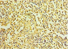 IL27RA Antibody (aa33-283)