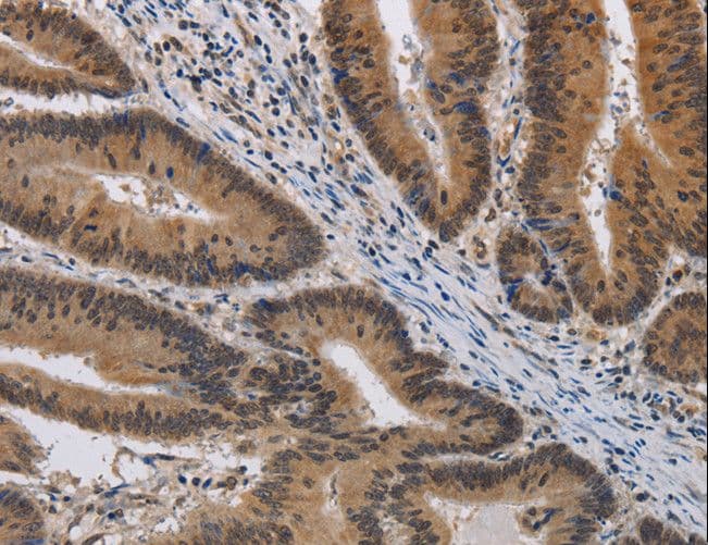 KV6.4 / KCNG4 Antibody