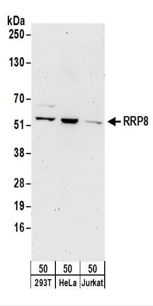 RRP8 Antibody (aa1-50)