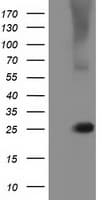 RABL2A Antibody (clone OTI2G10)