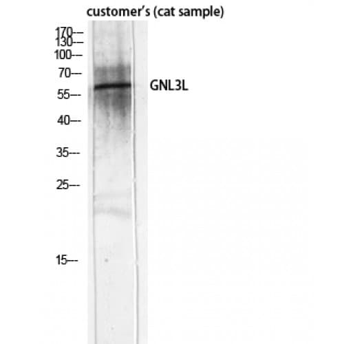 GNL3L Antibody (40-120 aa, Internal)
