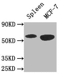 PRKAA1 / AMPK Alpha 1 Antibody