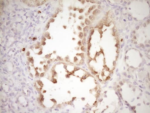 MMP3 Antibody (aa246-477, clone OTI2D4)